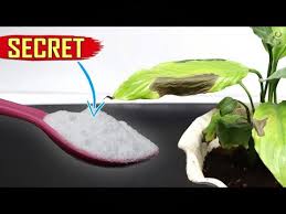 When combined with a small amount of water, the baking soda forms a chemical reaction that is a fungicide. Secret Baking Soda Hack The Most Powerful Organic Pesticide Formula Gkvks Gardening Tips And Store