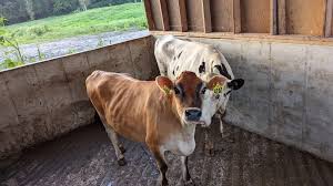 Rate my chuck steak... : r/steak