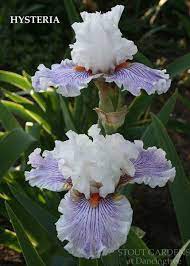 Pin On Iris