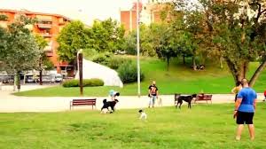 Come and visit barcelona's park güell with all the information you'll need for discovering the area designed by gaudí and the urban park's park güell. Popular Dog Park In Barcelona Youtube
