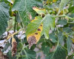 Image result for tomato seedling early blight