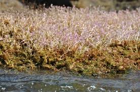 Image result for Tristicha