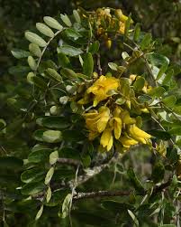 Image result for Pentas micrantha