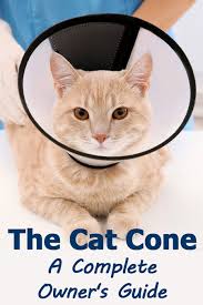 But what do you make of their behavior when they stare at nothing for a significant period of time? The Cat Cone A Complete Owner S Guide Thecatsite Articles