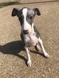 Black And White Italian Greyhound Puppy Iggy Puppy Blue And White Italian Greyhound Indoor Pets Whippet