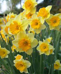 Narcissus Derringer Bulb Flowers Narcissus Flower Beautiful Flowers