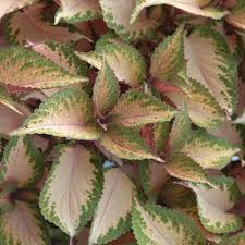 Image result for Coleus autranii