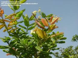 Image result for Agarista