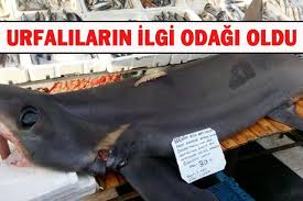 Urfa Da 1 5 Ton Agirliginda Kopek Baligi Haberleri