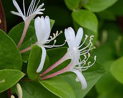 Image result for Lonicera confusa