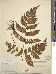 Image result for Triplophyllum protensum