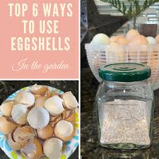 Martin at the cochise county master gardeners office, crushed eggshells are also an effective deterrent against cutworms when a layer is scattered around the stems of sensitive young seedlings. Top 6 Ways To Use Eggshells In The Garden Halfway To Homesteading