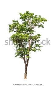 Image result for Pterocarpus indicus