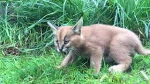 But have you ever seen caracal kittens? 6 Week Old Caracal Kittens Venture Outside With Mom Youtube