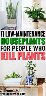 These Houseplant Suggestions Are Genius These Indoor Plants Don T Need Sunlight And They Are Perfect For Me Because I Al Plants Cool Plants Hanging Plants Diy