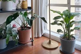 Mirror in your dressing room will reflect life if you keep a variety of houseplants around it. 15 Jungle Themed Room Ideas That Sizzle Living Spaces