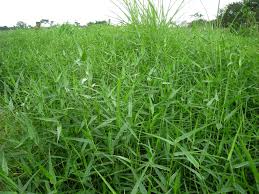 Image result for Acroceras