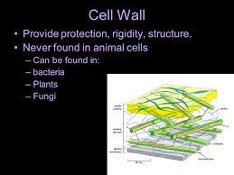 The cell wall is a rigid and protective outer covering commonly found in both prokaryotic and eukaryotic organisms such as plants, fungi, algae, bacteria, and archaea, but is absent in all animal cells. Cells Review And Cell Organelles Review Two Types Of Cells Prokaryotic Cells Have No Nucleus No Membrane Bound Organelles Evolved 3 5 Billion Years Ppt Download