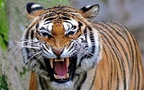 Berbahagialah bagi anda yang mengalami mimpi dikejar harimau putih. 11 Arti Mimpi Dikejar Harimau Menurut Pandangan Islam Primbon Jawa