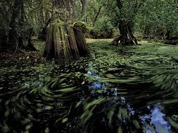 sinking swamp taris obsidian portal