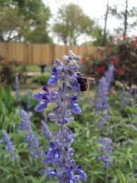 The blossoms also attract a range of smaller beneficial insects such as bees. Gardeners Dirt Help Bee Population By Planting Colors Variety Of Flowers They Love Home And Garden Victoriaadvocate Com
