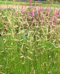 Image result for Cayratia gracilis