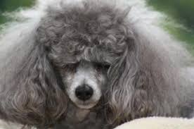 Download Toy Poodle With Bad Hair For Free Toy Poodle Poodle Poodle Puppy