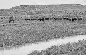 Wolf numbers in Yellowstone Park decline