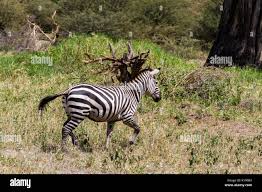 Image result for Combretum psidioides