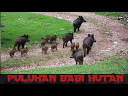 Film tamoul ana 2020 ana 2020 english complet ana 2020 subtítulos en español ana 2020 fuld norsk film. Puluhan Babi Hutan Video Sambungan Semalam Babihutan Puluhanbabi Youtube