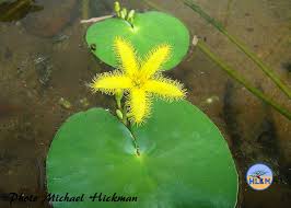 Image result for Nymphoides thunbergiana