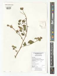 Image result for Pavonia senegalensis