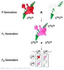 Created apr 20, 2015reportnominate tags:key, square. Variation In Dominance Multiple Alleles Epistasis Pleiotropy And Polygenic Inheritance Biology 110h Basic Concepts Schaeffer Confluence