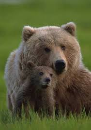 I M Gonna Pet That Tiny Bear What Could Go Wrong Animals Animals Beautiful Animals Wild