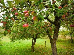 The apple is a biennial bearing tree. Honey The Americans Shrank The Apple Trees The Salt Npr
