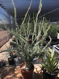 Image result for Sesamothamnus lugardii