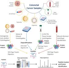 Cancer starts when cells in the body start to grow out of control. Frontiers Proteomics Of Colorectal Cancer Tumors Organoids And Cell Cultures A Minireview Molecular Biosciences
