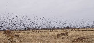 نتیجه جستجوی لغت [flock] در گوگل
