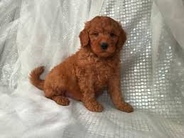 We are located in kernersville, north carolina. Goldendoodle Puppies For Sale Goldendoodle Breeder In Iowa
