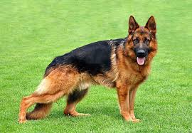 Some require frequent grooming while some do not. Alsatian Dog Price In Bangalore