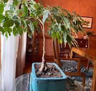Can a 45-year-old ficus tree be used for bonsai?