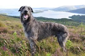 According to the animal cancer foundation, approximately 6 signs of pain. Osteosarcoma In Dogs A Painful Aggressive Bone Cancer