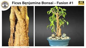 Image result for Ficus benjamina