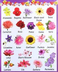 Flowers English Flowers English Vocabulary Learn English Vocabulary