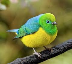 Blue Naped Chlorophonia Oiseaux Exotiques Beaux Oiseaux Oiseaux Colores