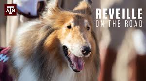 Learn more about studying at texas a&m university including how it performs in qs rankings, the cost of tuition and further course information. Reveille On The Road Youtube