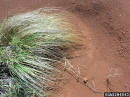 Image result for Eragrostis curvula