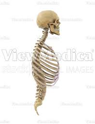 It is made up of curved bones called ribs. Viewmedica Stock Art Skull Spinal Column And Rib Cage Lateral View Right Side