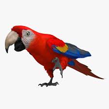 Parrot 3d Model Ara Macao Scarlet Macaw Parrot Macaw Macaw Parrot 3d Model