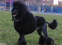 Image result for americký vodní španěl